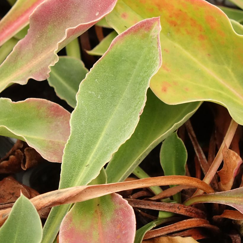 Goniolimon collinum (Blad)
