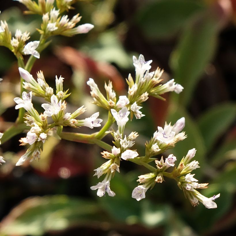 Goniolimon collinum (Bloei)