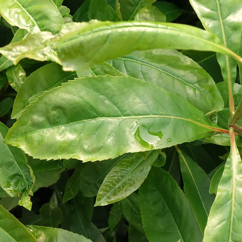 Gordlinia grandiflora (Blad)