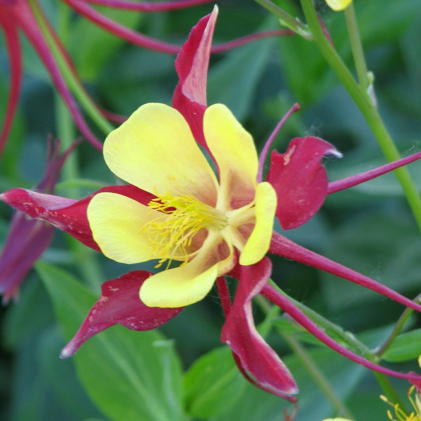 Akelei Firecracker (zaad) - Aquilegia (Flowering)