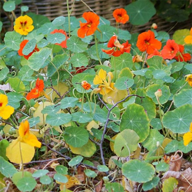 Oost-Indische kers nanum Tom Thumb Mix (zaad) - Tropaeolum majus (Foliage)