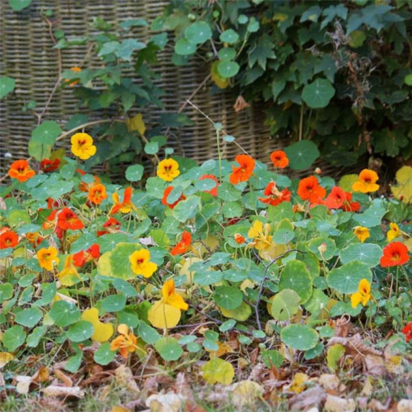 Oost-Indische kers nanum Tom Thumb Mix (zaad) - Tropaeolum majus (Flowering)