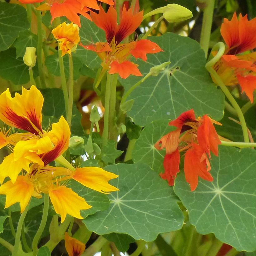 Oost-Indische kers Phoenix Arizona Mix (zaad) - Tropaeolum minus (Foliage)