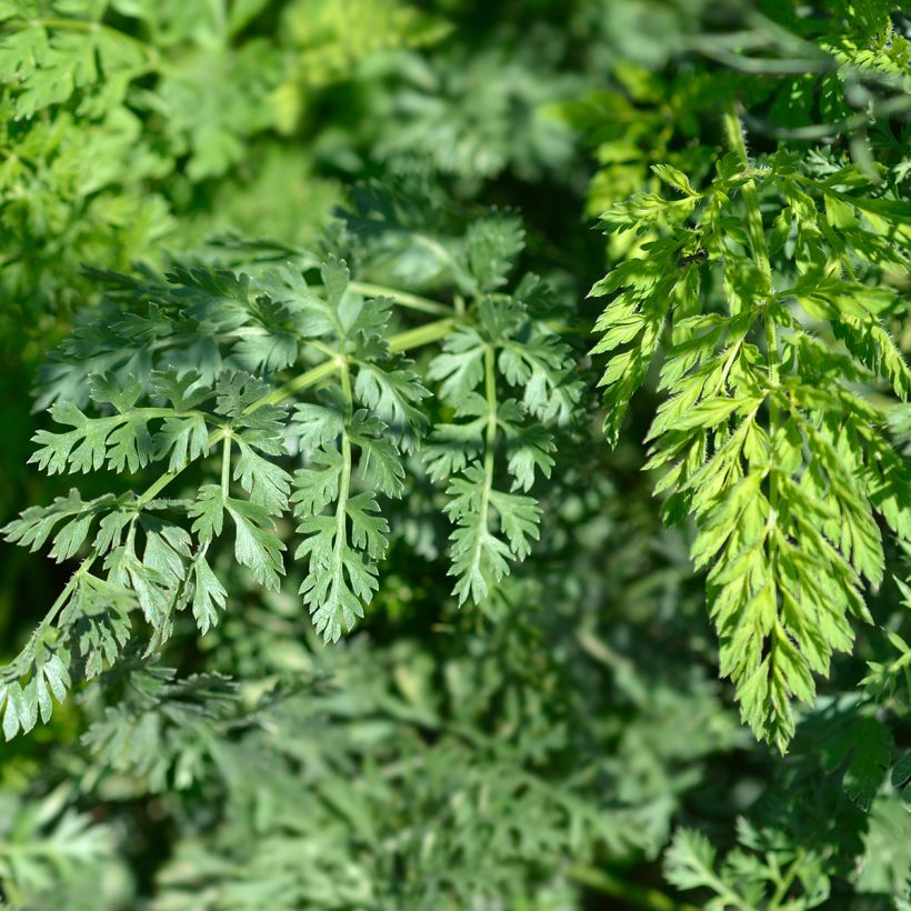 Wortel, Wilde peen (zaad) - Daucus carota (Foliage)