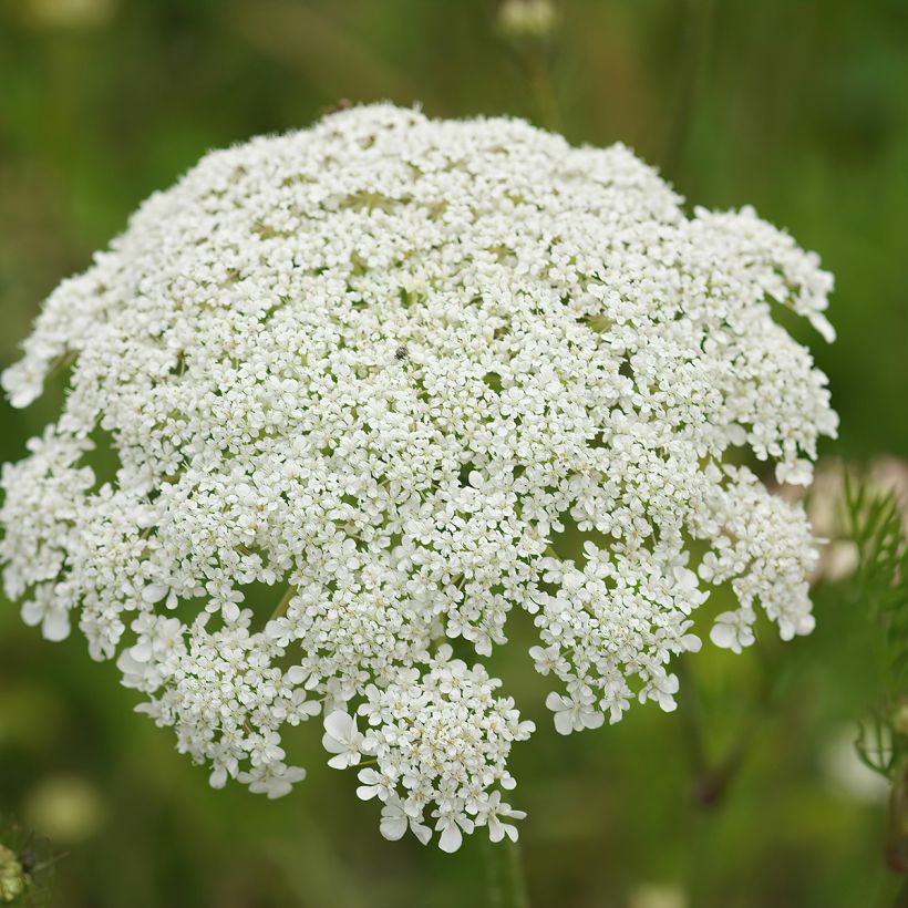 Wortel, Wilde peen (zaad) - Daucus carota (Flowering)