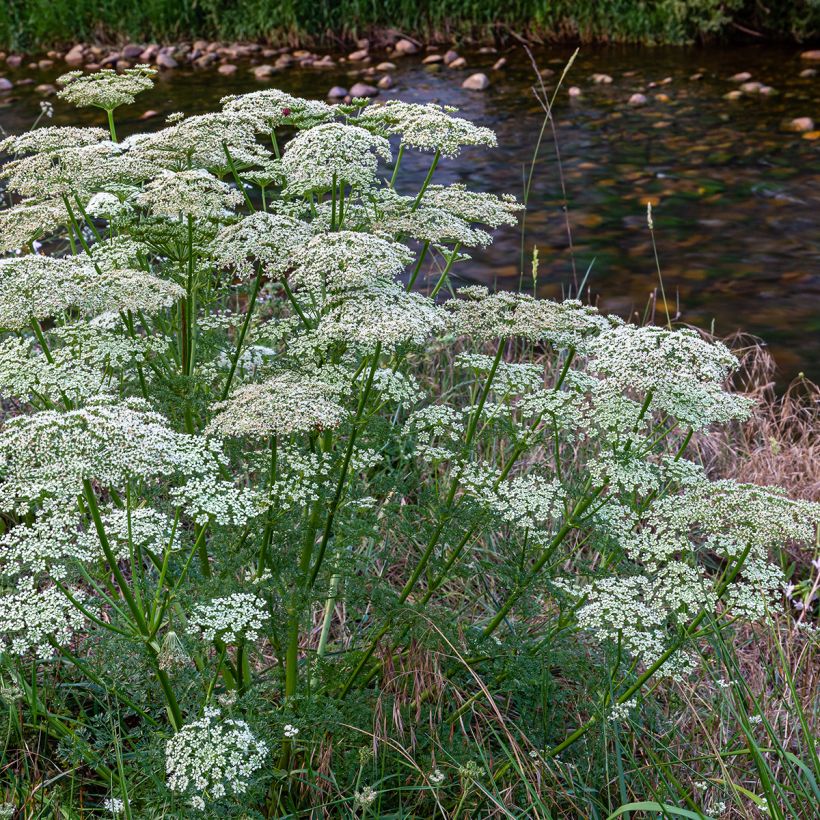 Wortel, Wilde peen (zaad) - Daucus carota (Plant habit)