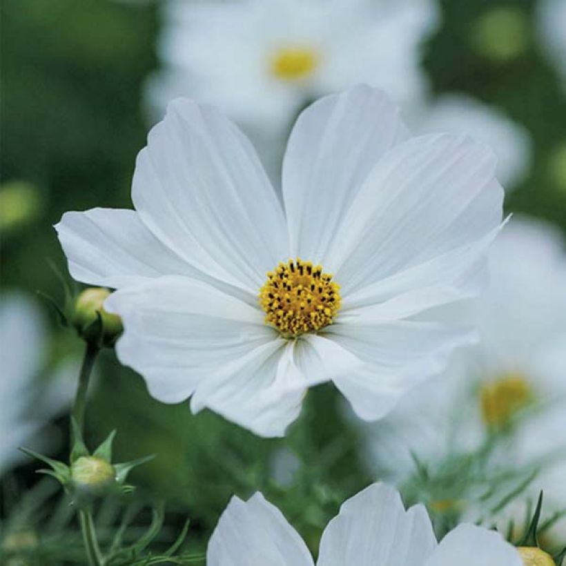 Cosmea Purity (zaad) - Cosmos bipinnatus (Flowering)