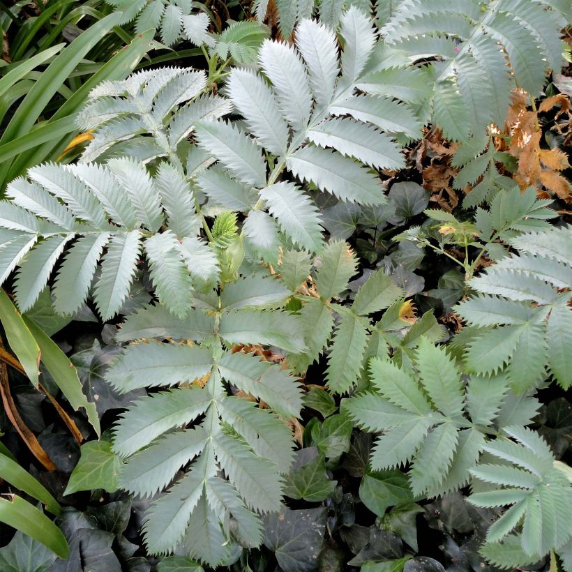 Melianthus major (zaad) - Grote honingbloem (Blad)