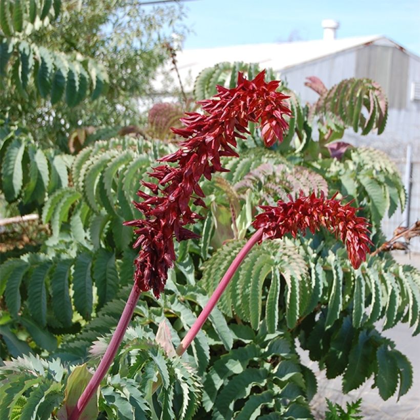 Melianthus major (zaad) - Grote honingbloem (Bloei)