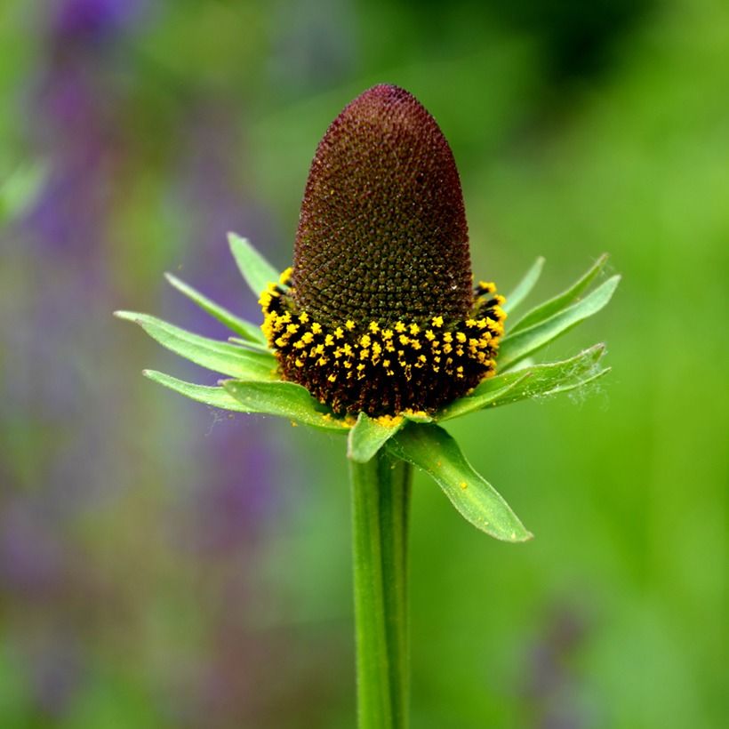 Rudbeckia occidentalis Green Wizard (zaad) - Zonnehoed (Flowering)