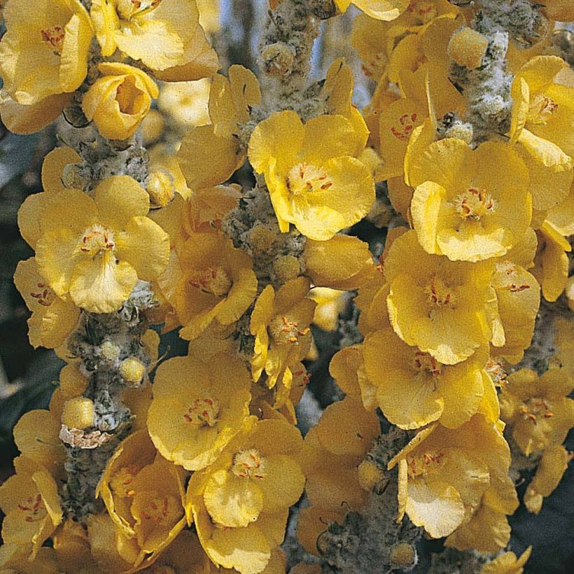 Verbascum bombyciferum Silver Lining (zaad) - Toorts (Bloei)