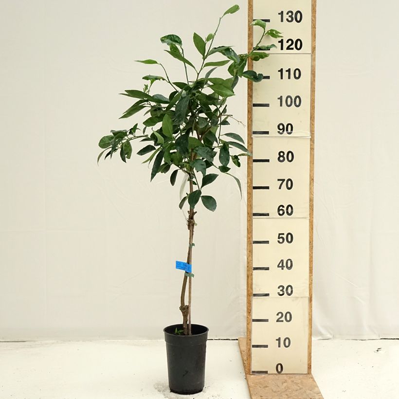 Exemplaar van Limoen - Citrus latifolia Pot van 3 l/4 l, Pol zoals geleverd in de zomer