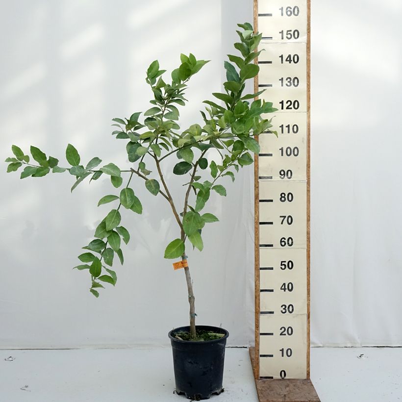 Exemplaar van Limoen - Citrus latifolia Pot van 7,5 l/10 l, Half-hoge stam zoals geleverd in de winter