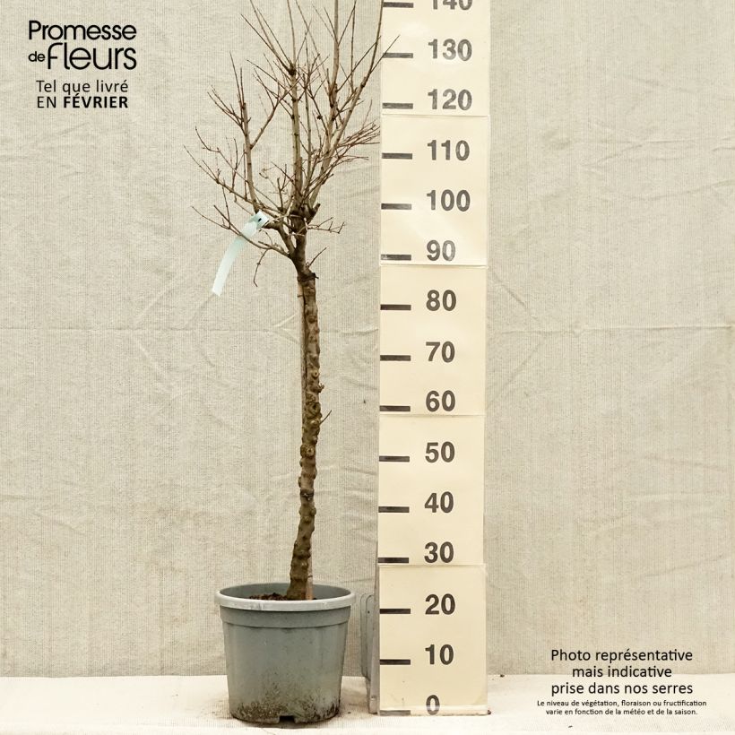 Example of Grenadier à fleurs - Punica granatum California Sunset Pot van 7,5 l/10 l as you get in hiver