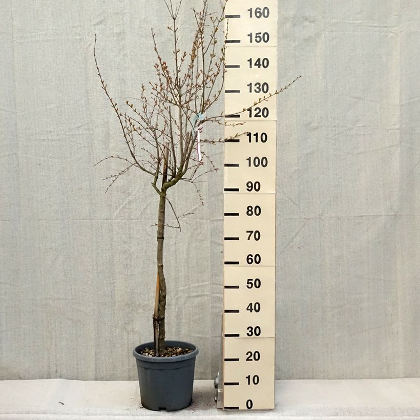 Exemplaar van Punica granatum California Sunset - Granaatappel Pot van 7,5 l/10 l, Half-hoge stam zoals geleverd in de lente