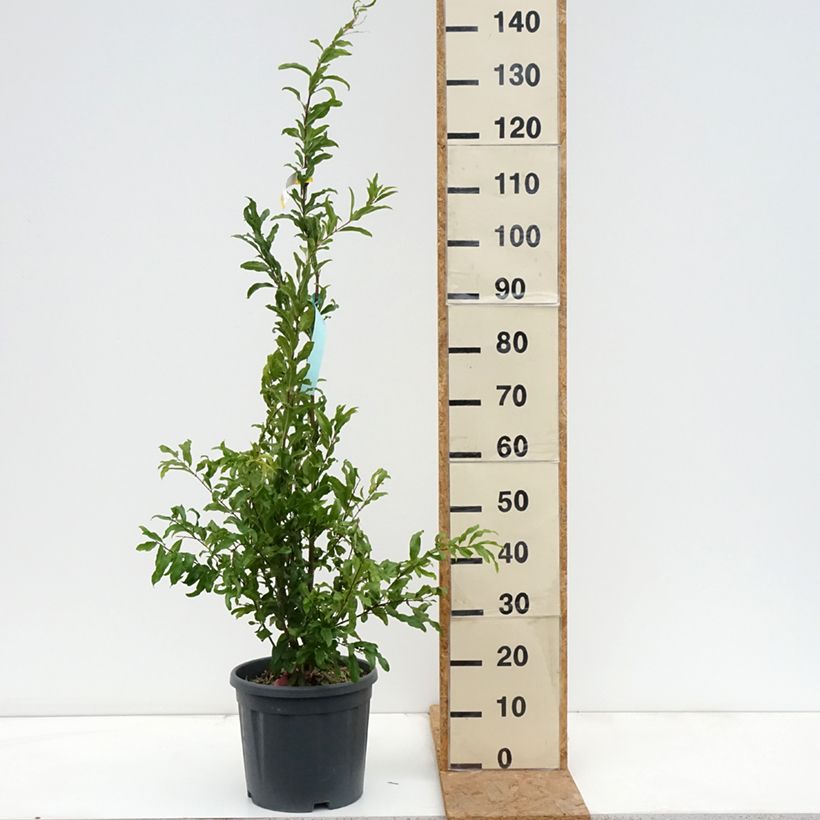 Exemplaar van Punica granatum California Sunset - Granaatappel Pot van 7,5 l/10 l zoals geleverd in de herfst