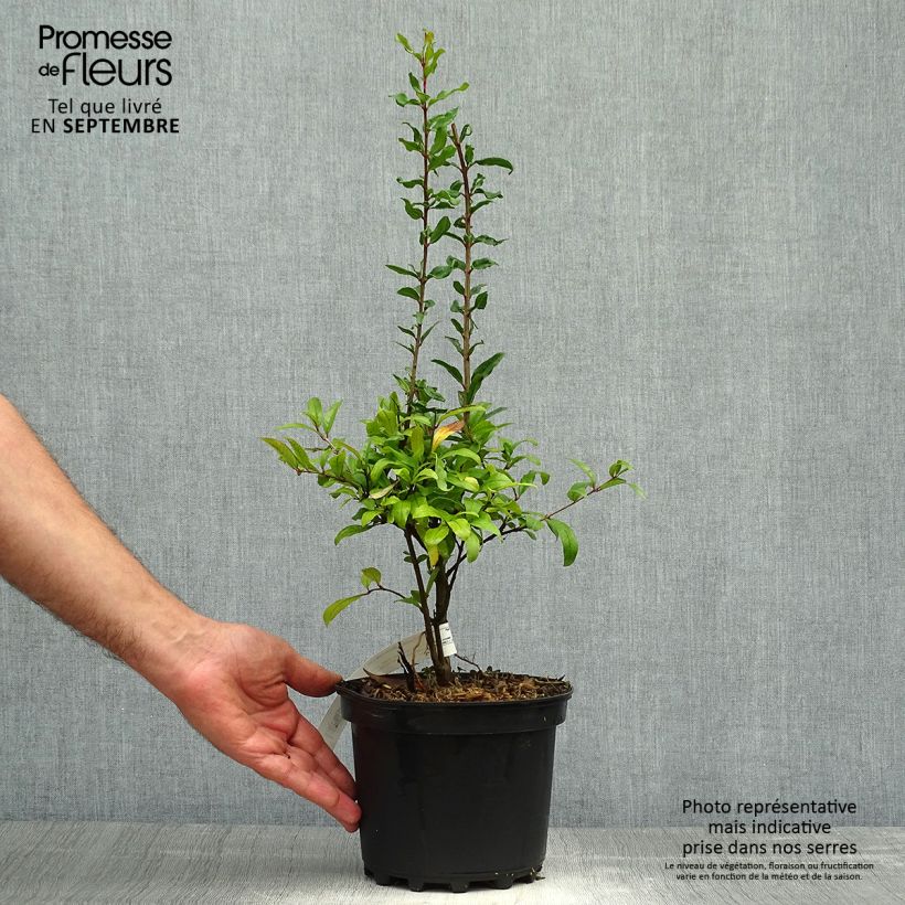 Exemplaar van Punica granatum Maxima Rubra - Granaatappel Pot van 2 l/3 l zoals geleverd in de herfst