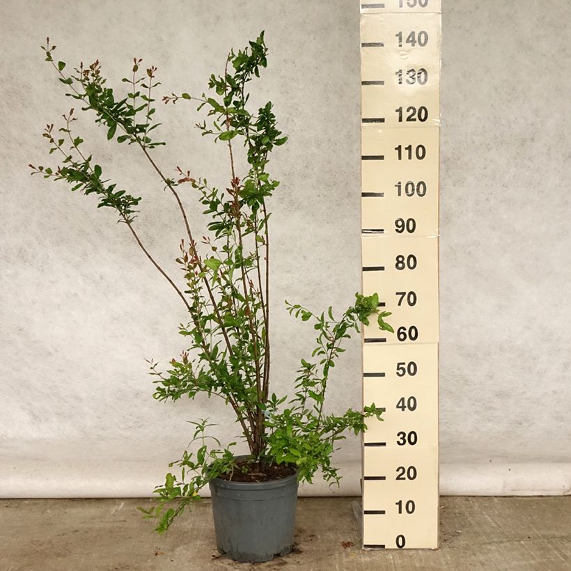 Exemplaar van Granaatappel Noshi Shibari - Punica granatum (siergranaatappel) Pot van 7,5 l/10 l, Struik zoals geleverd in de zomer