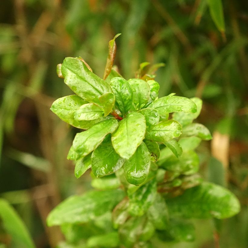 Granaatappel Noshi Shibari - Punica granatum (siergranaatappel) (Blad)