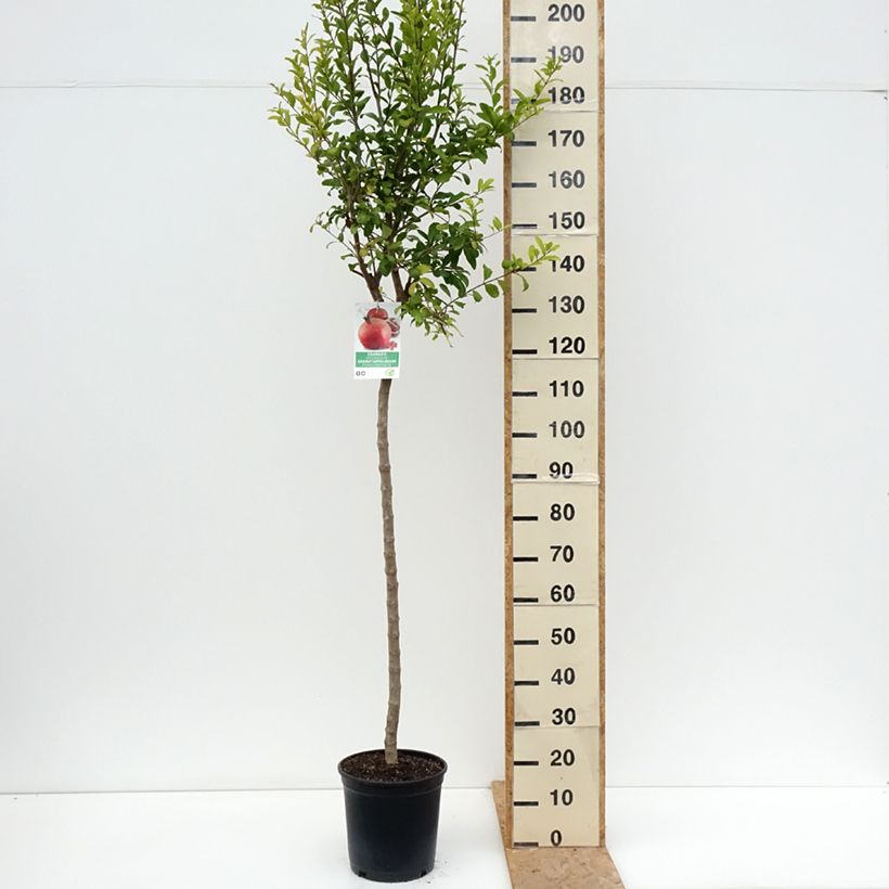 Exemplaar van Grenadier à fruits - Punica granatum Acco Pot van 7,5 l/10 l, Half-hoge stam zoals geleverd in de zomer