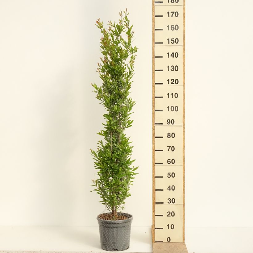 Exemplaar van Granaatappel Black Fruit - Punica granatum Pot van 7,5 l/10 l, Struik zoals geleverd in de lente