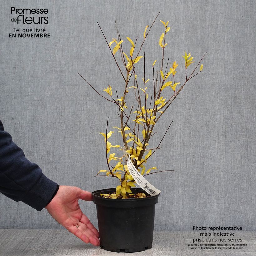 Exemplaar van Granaatappel Fina Tendral - Punica granatum Pot van 2 l/3 l, Struik zoals geleverd in de herfst