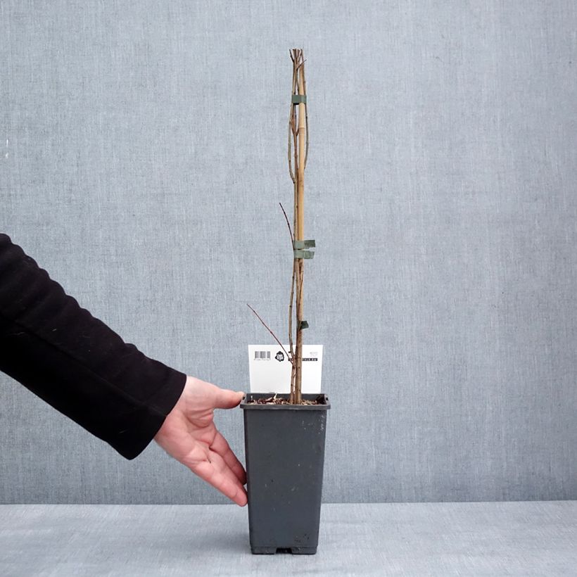 Exemplaar van Granaatappel Mollar de Elche - Punica granatum Pot van 1,5 l/2 l, Pol zoals geleverd in de winter