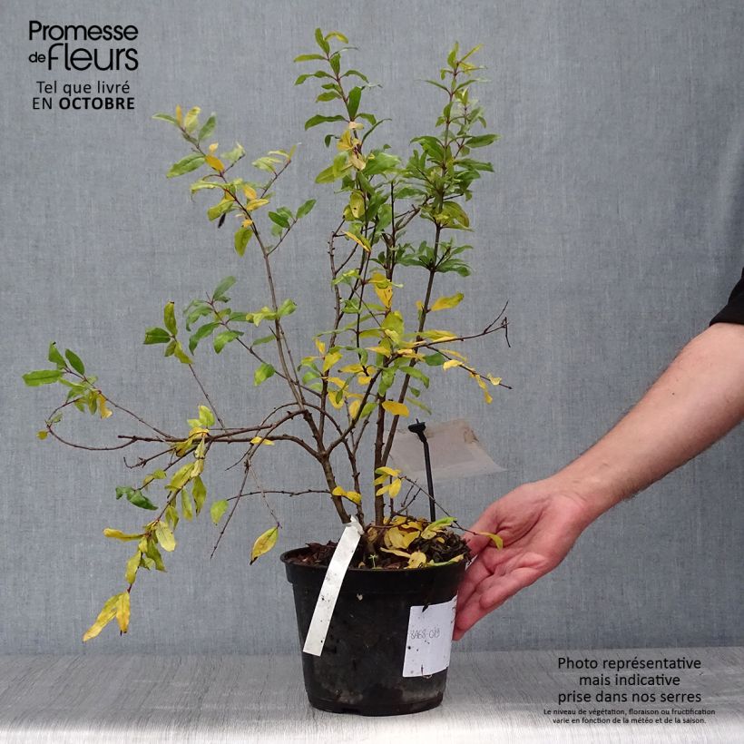 Exemplaar van Granaatappel Mollar de Elche - Punica granatum Pot van 1,5 l/2 l, Pol zoals geleverd in de herfst