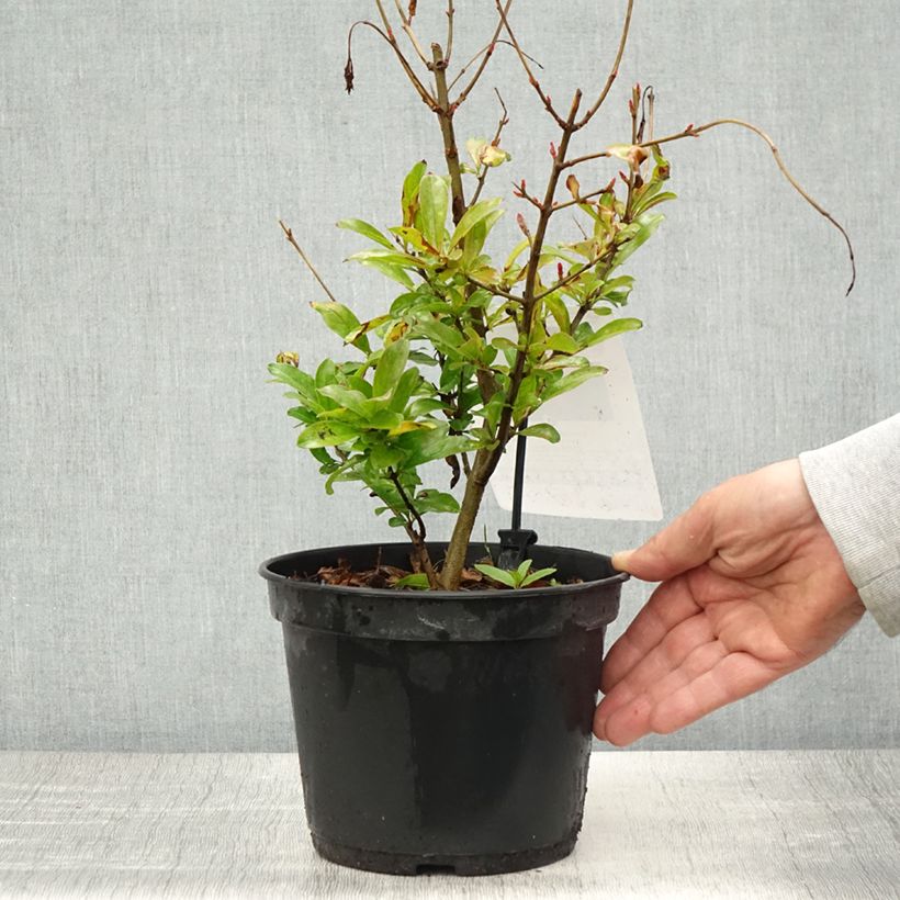 Exemplaar van Granaatappel Mollar de Elche - Punica granatum Pot van 1,5 l/2 l, Pol zoals geleverd in de lente