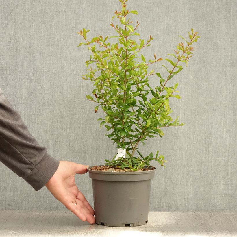 Exemplaar van Granaatappel Parfianka - Punica granatum Pot van 3 l/4 l, Struik zoals geleverd in de zomer