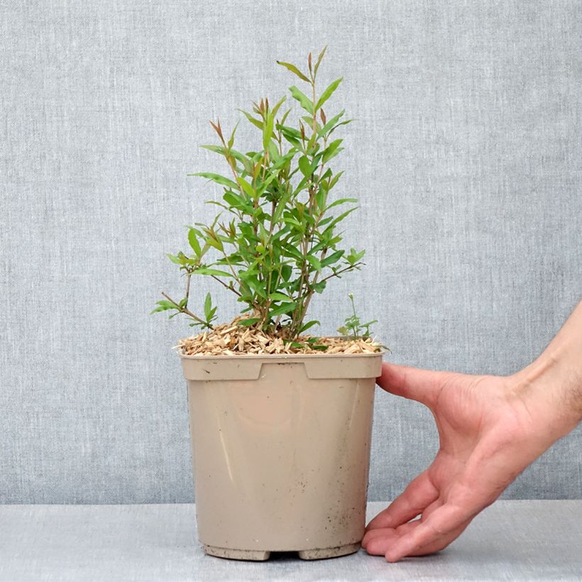 Exemplaar van Granaatappel Parfianka - Punica granatum Pot van 3 l/4 l, Struik zoals geleverd in de lente