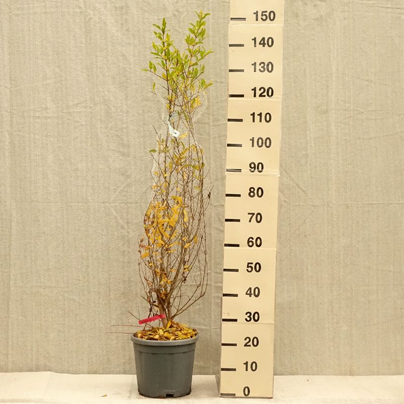 Exemplaar van Granaatappel - Punica granatum Pot van 7,5 l/10 l, Struik zoals geleverd in de herfst