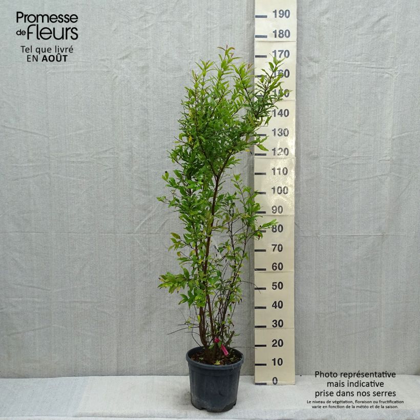 Exemplaar van Granaatappel - Punica granatum Pot van 7,5 l/10 l, Struik zoals geleverd in de zomer