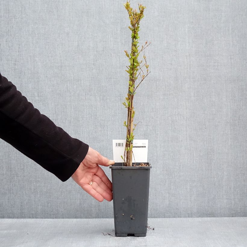 Exemplaar van Granaatappel Provence - Punica granatum Pot van 1,5 l/2 l, Pol zoals geleverd in de lente