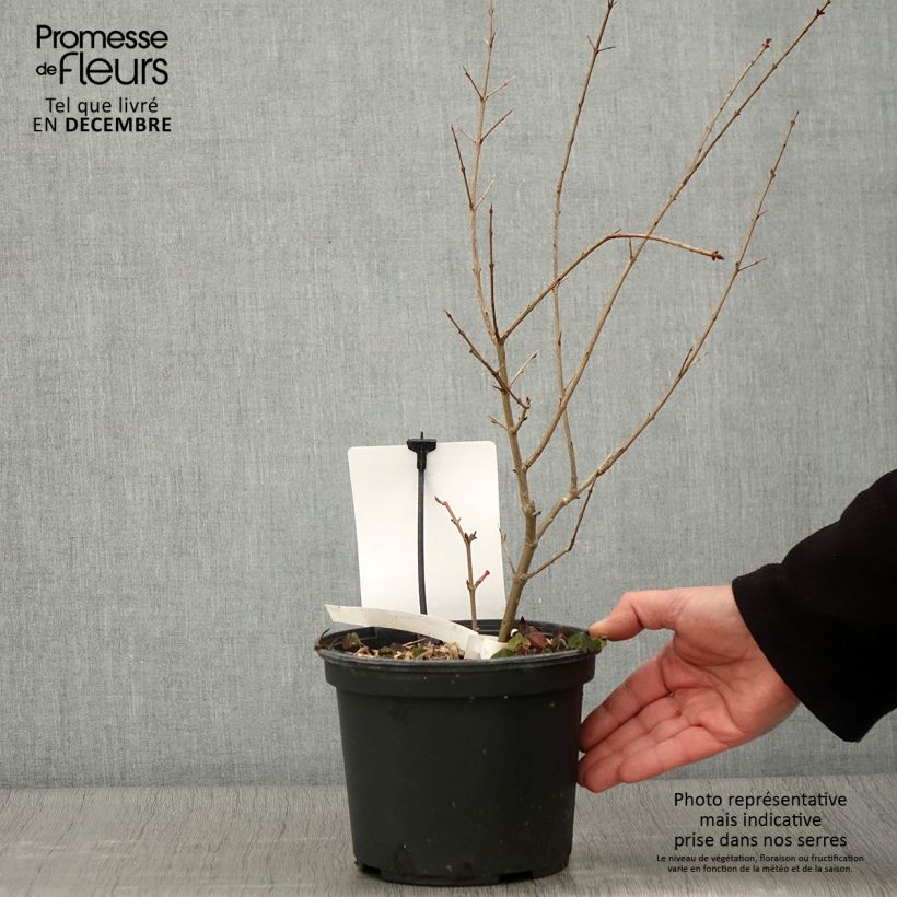 Exemplaar van Granaatappel Provence - Punica granatum Pot van 1,5 l/2 l, Pol zoals geleverd in de herfst
