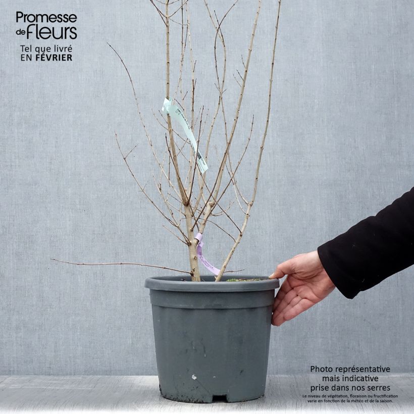 Exemplaar van Granaatappel Provence - Punica granatum Pot van 1,5 l/2 l, Pol zoals geleverd in de winter