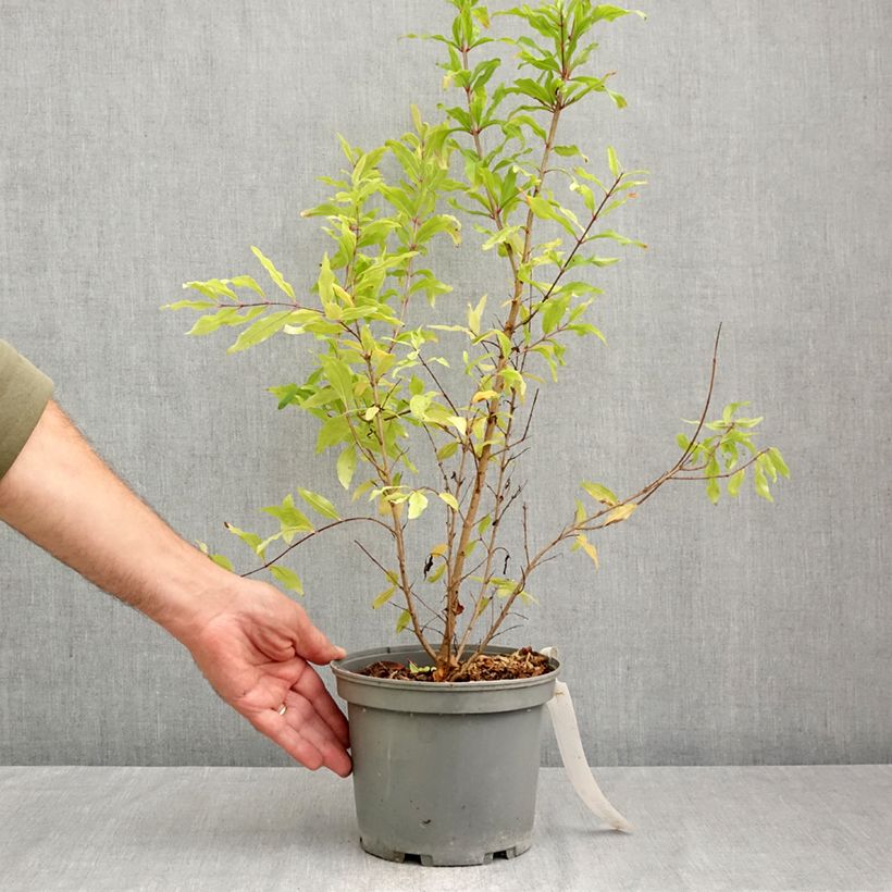 Exemplaar van Granaatappel Wonderful -  Punica granatum Pot van 3 l/4 l, Pol zoals geleverd in de herfst