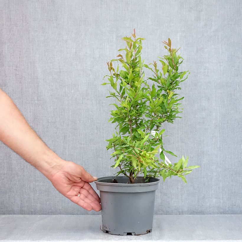 Exemplaar van Granaatappel Wonderful -  Punica granatum Pot van 3 l/4 l, Pol zoals geleverd in de zomer