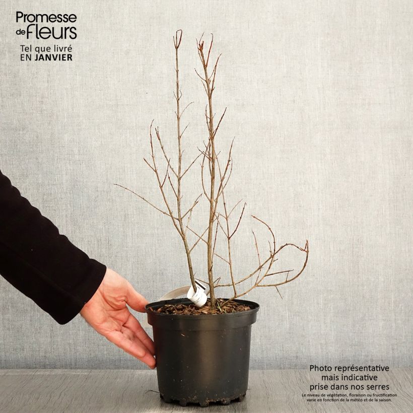 Exemplaar van Granaatappel Wonderful -  Punica granatum Pot van 3 l/4 l, Pol zoals geleverd in de winter