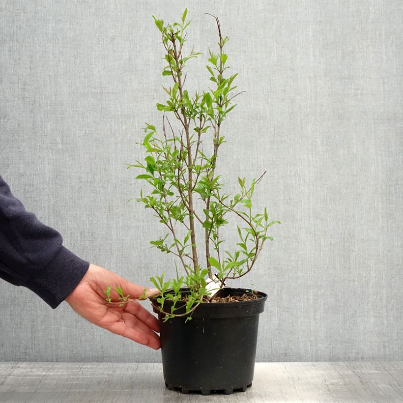 Exemplaar van Granaatappel Wonderful -  Punica granatum Pot van 3 l/4 l, Pol zoals geleverd in de lente