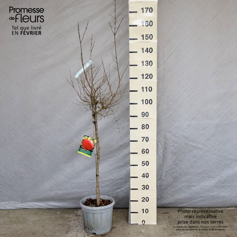 Exemplaar van Granaatappel Wonderful -  Punica granatum Pot van 7,5 l/10 l, Half-hoge stam zoals geleverd in de winter