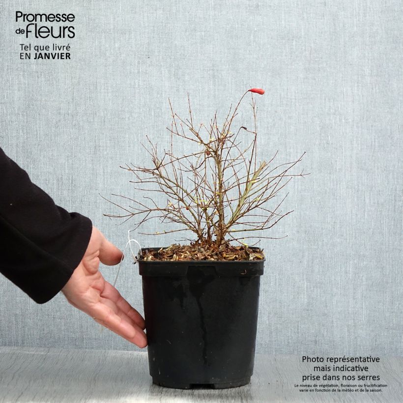 Exemplaar van Dwerggranaatappel Chico - Punica granatum Pot van 3 l/4 l, Pol zoals geleverd in de winter