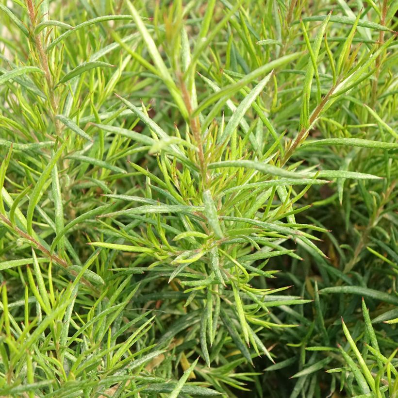 Grevillea gracilis Clearview David - Australische zilvereik (Blad)