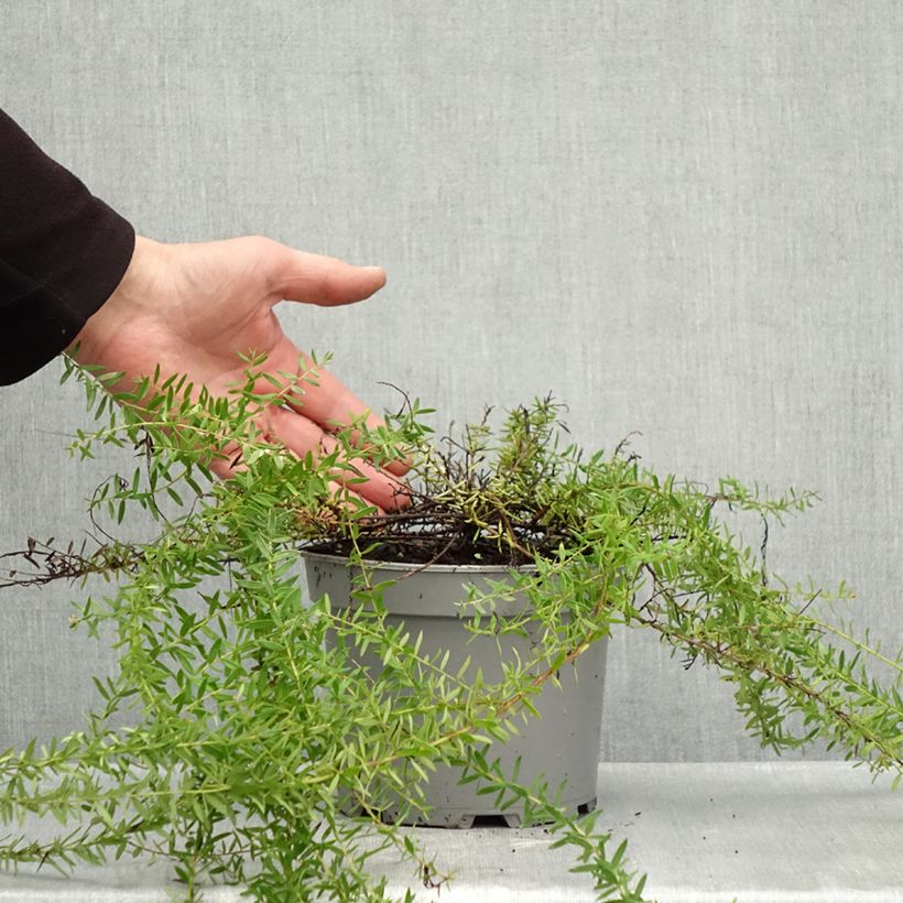 Example of Grevillea prostrata Aurea - Australische zilvereik Pot van 2 l/3 l as you get in automne