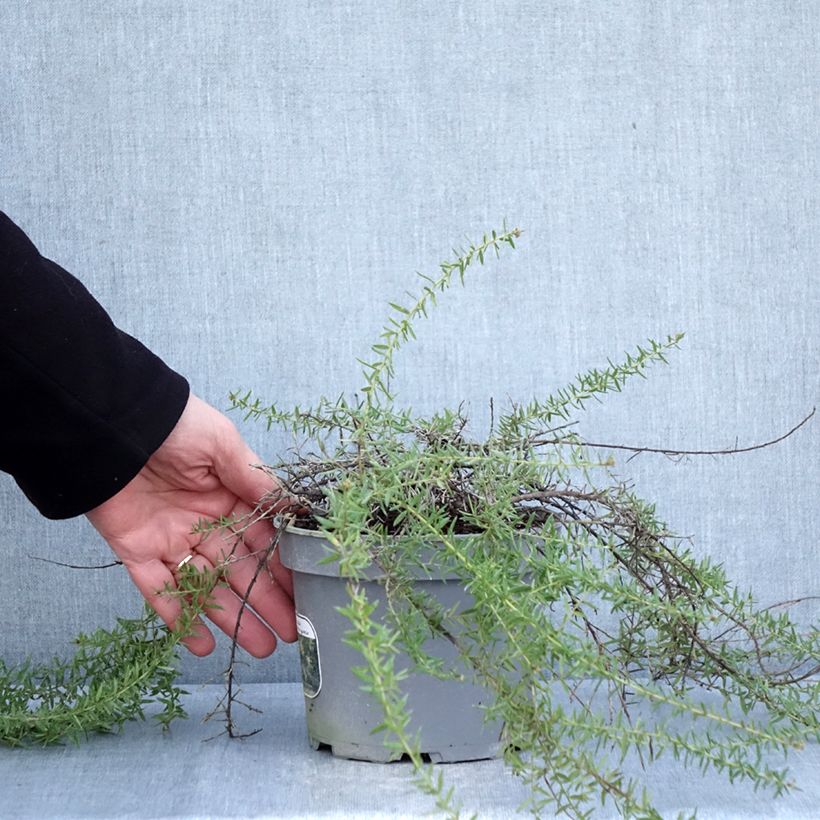 Exemplaar van Grevillea prostrata Aurea - Australische zilvereik Pot van 2 l/3 l zoals geleverd in de winter