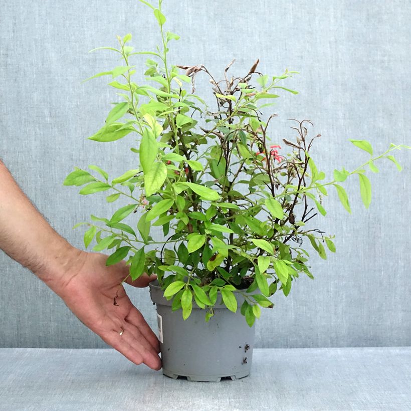 Exemplaar van Grevillea rhyolitica - Australische zilvereik Pot van 2 l/3 l zoals geleverd in de zomer