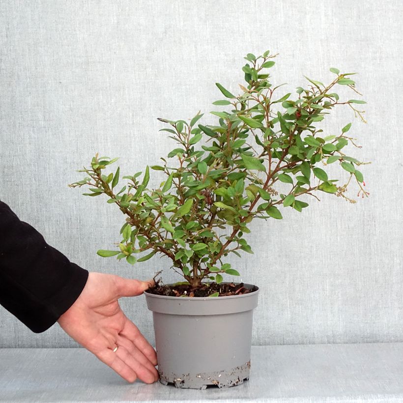 Example of Grevillea rhyolitica Pot van 2 l/3 l as you get in hiver