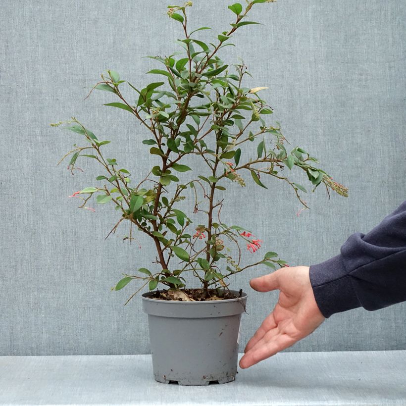 Exemplaar van Grevillea rhyolitica - Australische zilvereik Pot van 2 l/3 l zoals geleverd in de lente