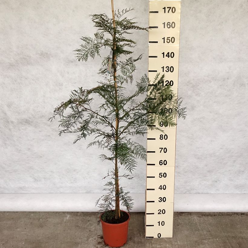 Exemplaar van Grevillea robusta - Australische zilvereik Pot van 7,5 l/10 l zoals geleverd in de lente