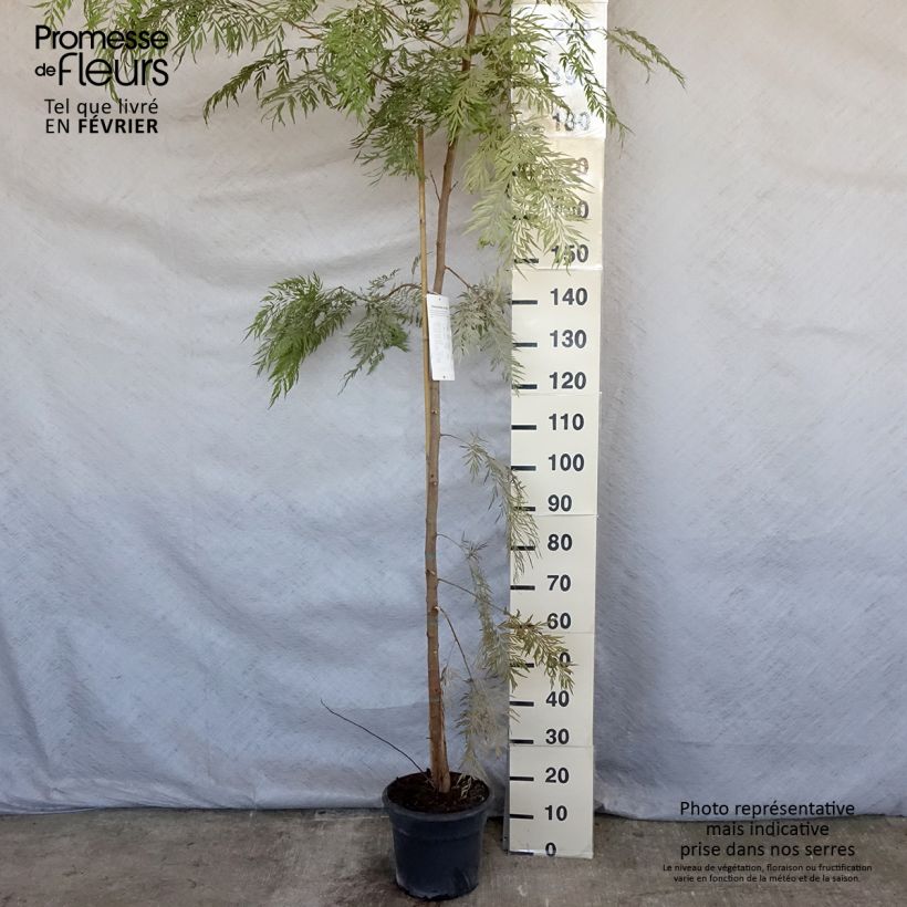 Example of Grevillea robusta - Grévillier Pot van 7,5 l/10 l as you get in hiver